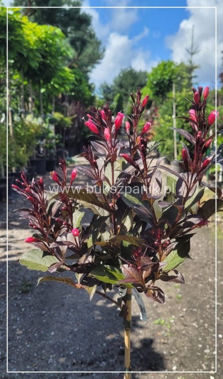Krzewuszka Cudowna PA - Weigela florida WINE &Roses ALepxandra PBR