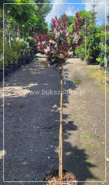 Krzewuszka Cudowna PA - Weigela florida WINE &Roses ALepxandra PBR