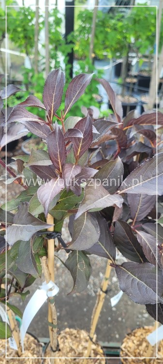 Krzewuszka Cudowna PA - Weigela florida WINE &Roses ALepxandra PBR
