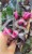 Krzewuszka Cudowna PA - Weigela florida WINE &Roses ALepxandra PBR