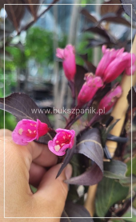 Krzewuszka Cudowna PA - Weigela florida WINE &Roses ALepxandra PBR