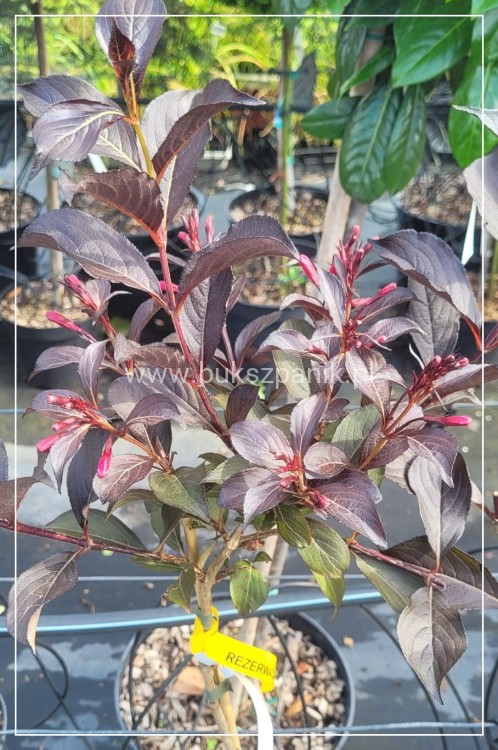 Krzewuszka Cudowna PA - Weigela florida WINE &Roses ALepxandra PBR