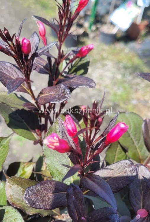 Krzewuszka Cudowna PA - Weigela florida WINE &Roses ALepxandra PBR