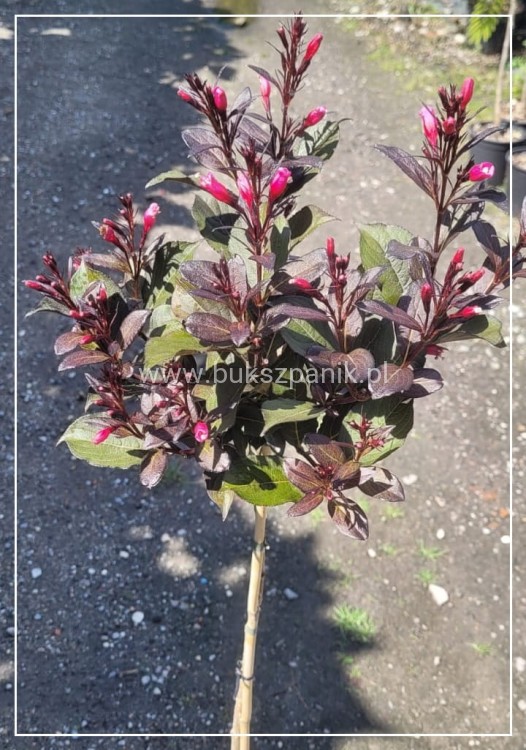 Krzewuszka Cudowna PA - Weigela florida WINE &Roses ALepxandra PBR