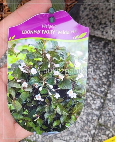 Krzewuszka Ebony&ivory velda pbr - weigela biała Pa