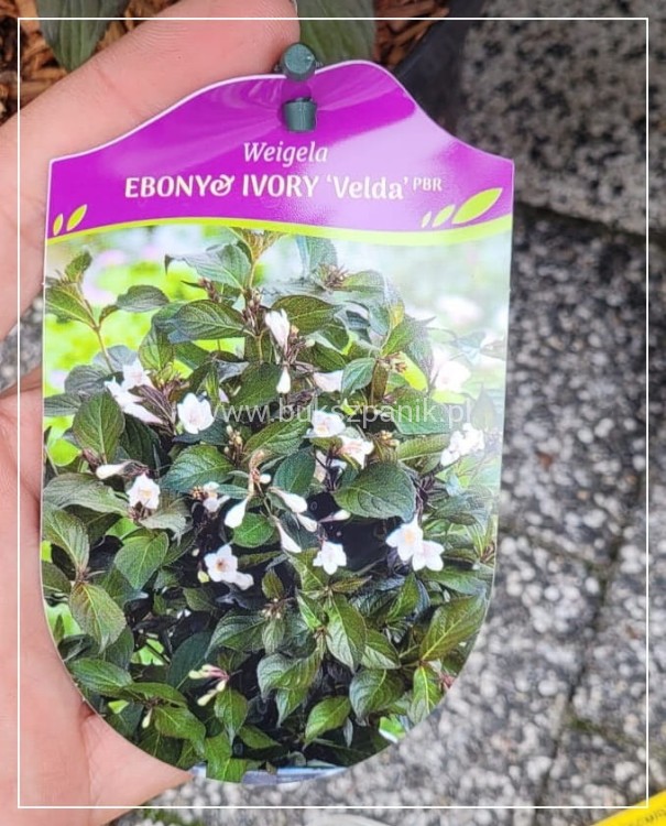 Krzewuszka Ebony&ivory velda pbr - weigela biała Pa