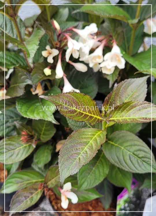 Krzewuszka Ebony&ivory velda pbr - weigela biała Pa