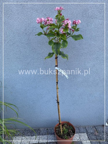 Krzewuszka 'Kosteriana Variegata' Weigela PA