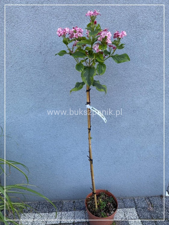 Krzewuszka 'Kosteriana Variegata' Weigela PA