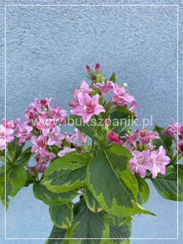 Krzewuszka 'Kosteriana Variegata' Weigela PA