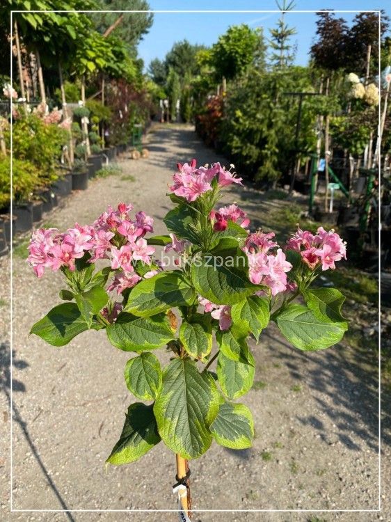 Krzewuszka 'Kosteriana Variegata' Weigela PA