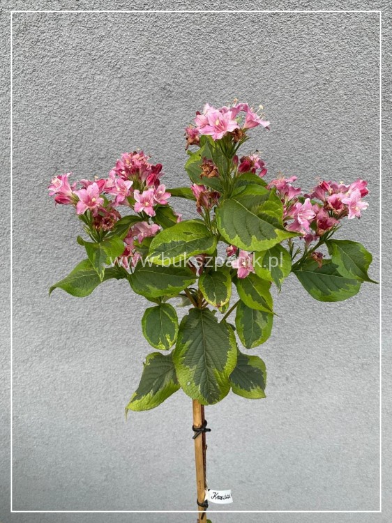 Krzewuszka 'Kosteriana Variegata' Weigela PA
