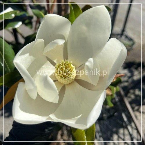 Magnolia Kay Parris