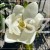 Magnolia Kay Parris