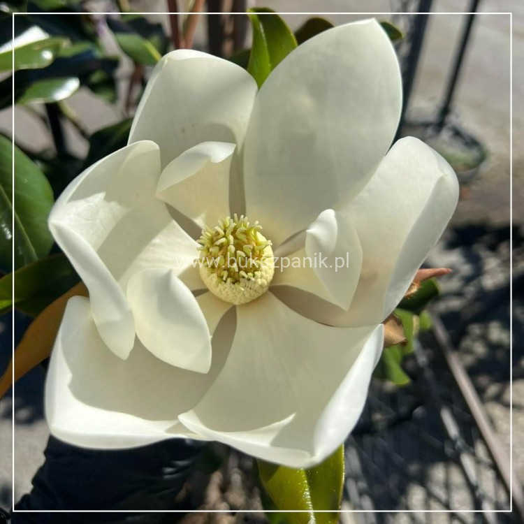 Magnolia Kay Parris