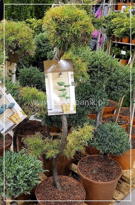 Larix.jpg