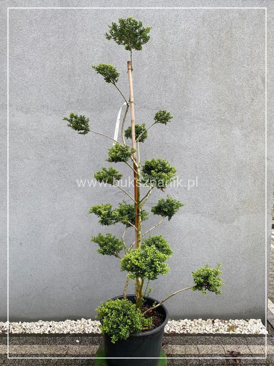 Ostrokrzew karbowanolistny Convexa formowany BONSAI