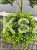 Ostrokrzew karbowanolistny Convexa formowany BONSAI