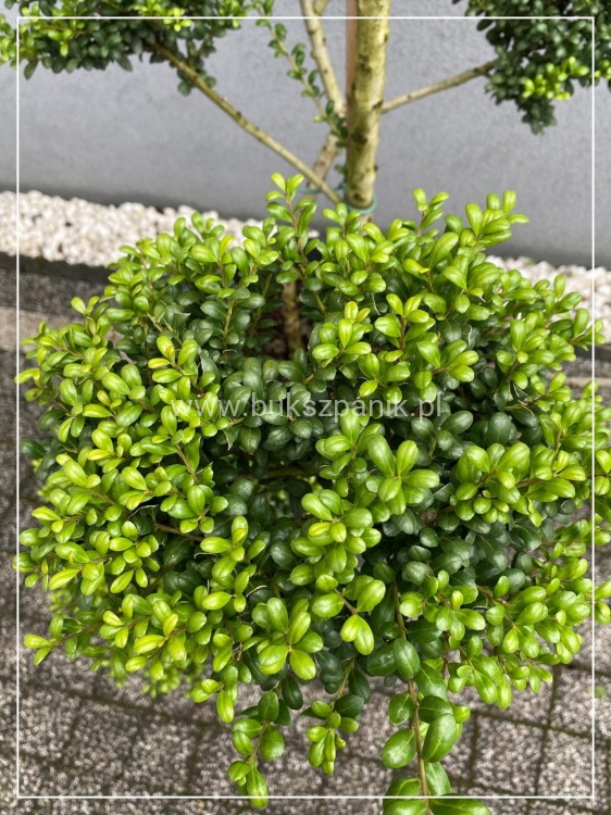 Ostrokrzew karbowanolistny Convexa formowany BONSAI