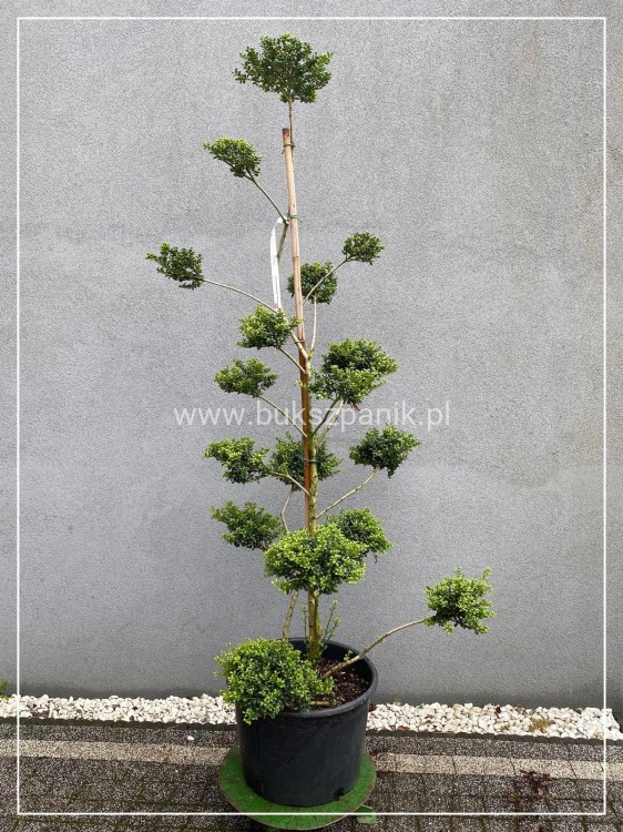Ostrokrzew karbowanolistny Convexa formowany BONSAI
