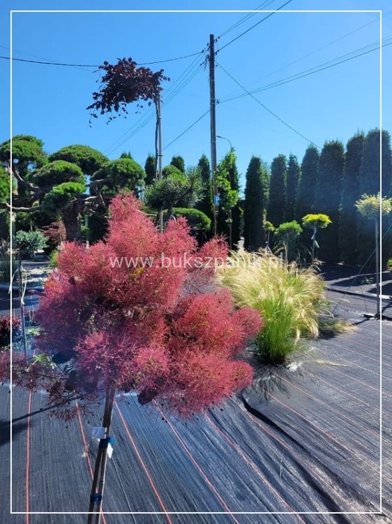 Perukowiec podolski DUSKY MAIDEN 'Londus' Cotinus coggygria