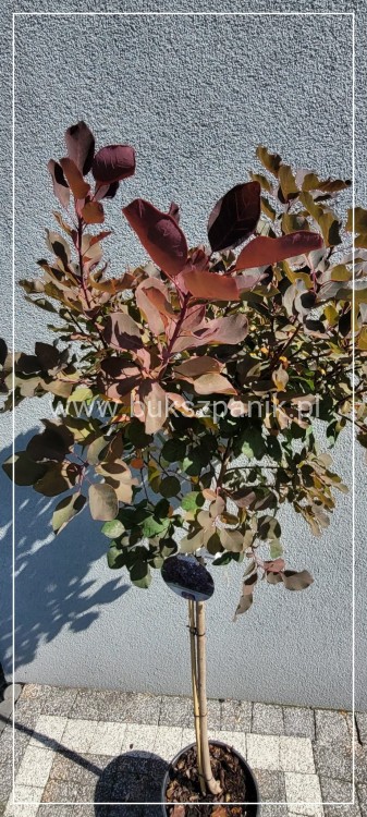 Perukowiec podolski DUSKY MAIDEN 'Londus' Cotinus coggygria