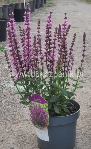 Szałwia omszona Synchro Pink- salvia nemerosa.jpeg
