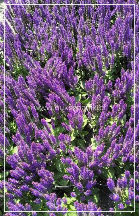 Szałwia omszona 'Rianne' Salvia nemorosa.jpeg