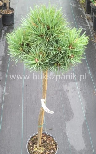 Sosna pospolita " Frensham" Pinus sylvestris PA 80-90/15-25cm (