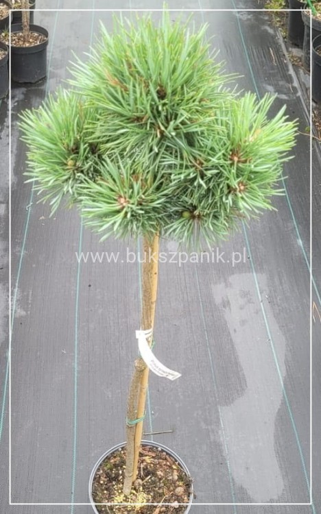 Sosna pospolita " Frensham" Pinus sylvestris PA 80-90/15-25cm (