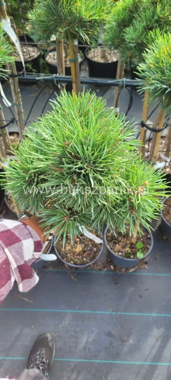 Sosna pospolita " Frensham" Pinus sylvestris PA 80-90/15-25cm (