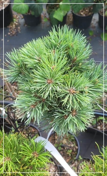 Sosna pospolita " Frensham" Pinus sylvestris PA 80-90/15-25cm (