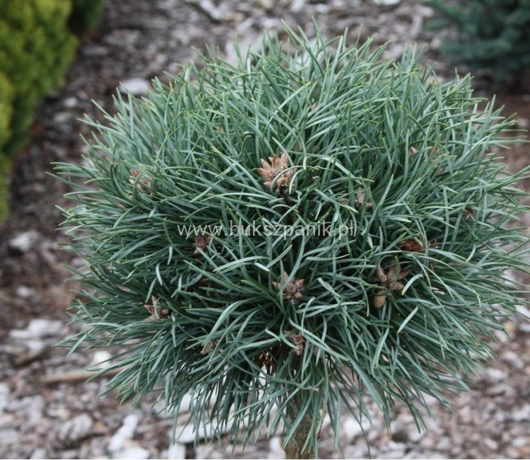 pinus sylvestri.JPG