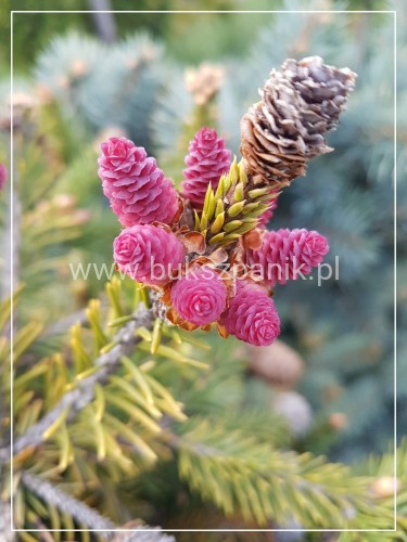 Świerk pospolity PUSCH - Picea abies PA80-95cm, C5l, C75l