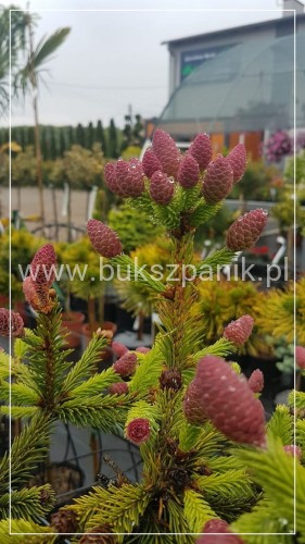 Świerk pospolity PUSCH - Picea abies PA80-95cm, C5l, C75l