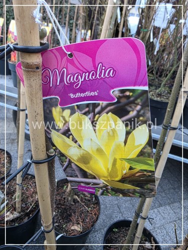 Magnolia Butterflies