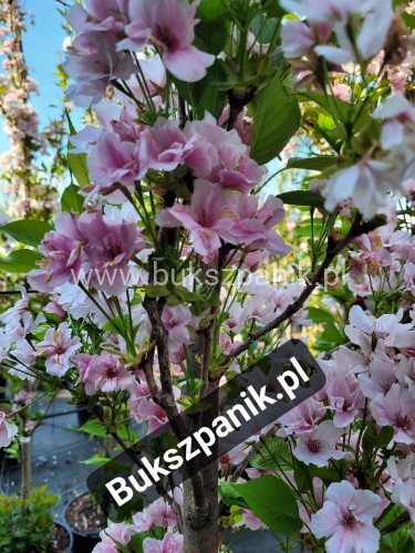 Wiśnia piłkowana AMANOGAWA- Prunus serrulata