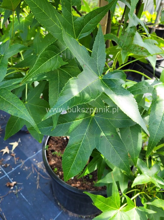 AMBROWIEC AMERYKAŃSKI Slender Silhouette'- Liquidambar styraciflua
