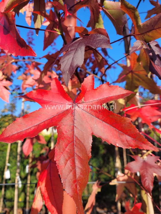 AMBROWIEC AMERYKAŃSKI Slender Silhouette'- Liquidambar styraciflua