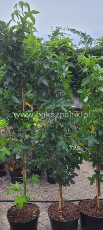 AMBROWIEC AMERYKAŃSKI Slender Silhouette'- Liquidambar styraciflua