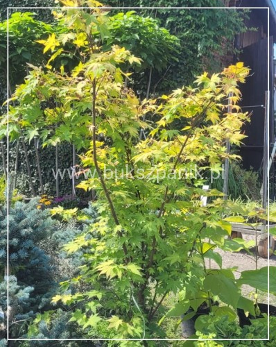 WhatsApp Image 2024-07-05 at 11.11.41.jpeg