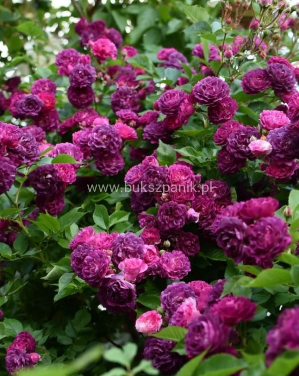 blue magenta.JPG