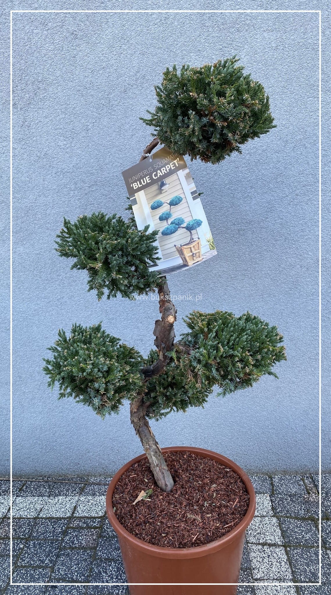 Jaowiec uskowaty BLUE CARPET a forma "S" 80-100cm Juniperus squamata  BONSAI Bukszpanik.pl Szkka rolin ozdobnych Knurw ul. Wilsona 80 tel.  505279403