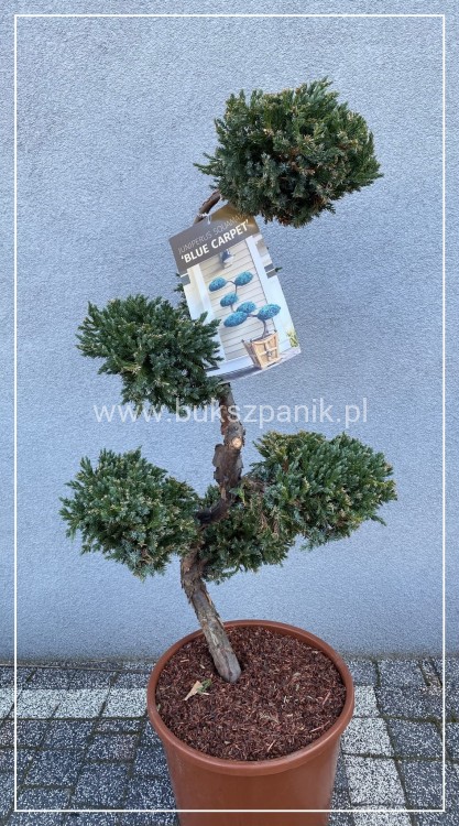 Jałowiec łuskowaty BLUE CARPET a forma "S" 80-100cm Juniperus squamata BONSAI