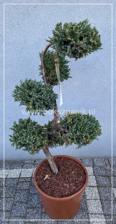 Jałowiec łuskowaty BLUE CARPET a forma "S" 80-100cm Juniperus squamata BONSAI