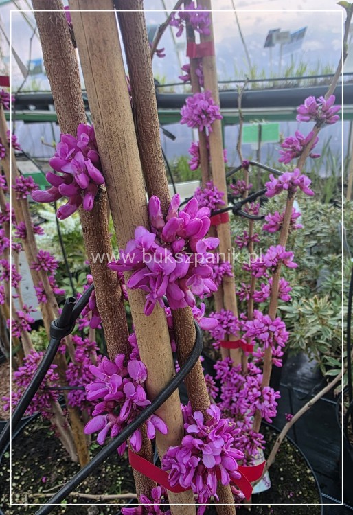 Judaszowiec chiński AVONDALE - Cercis chinensis H:100cm