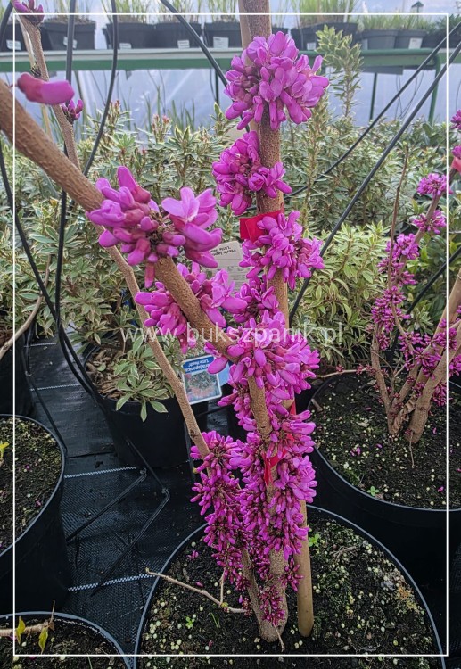 Judaszowiec chiński AVONDALE - Cercis chinensis H:100cm