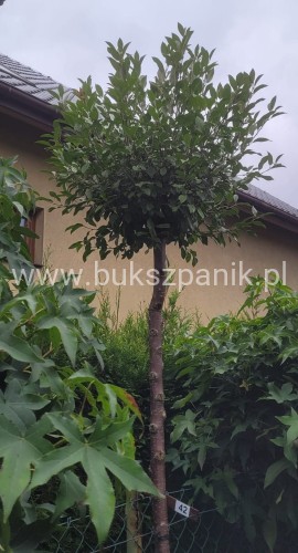 Wiśnia osobliwa Umbraculifera - Prunus eminens PA220cm, ob12-14cm ,