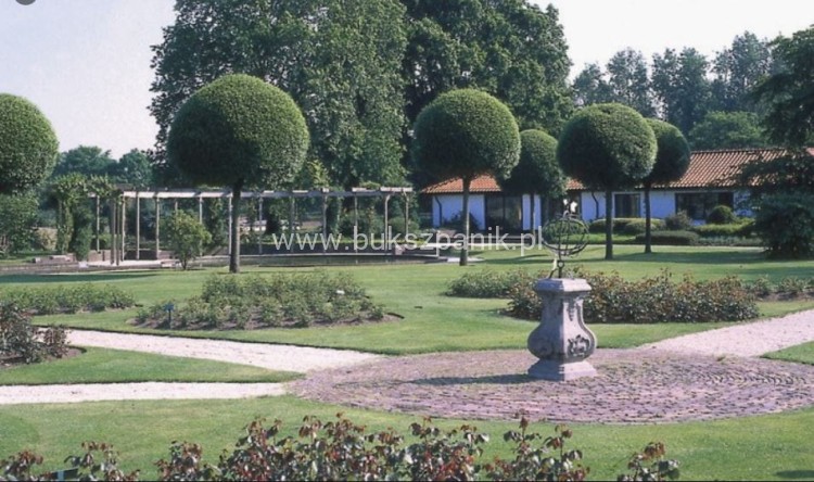 Wiśnia osobliwa Umbraculifera - Prunus eminens PA220cm, ob12-14cm ,