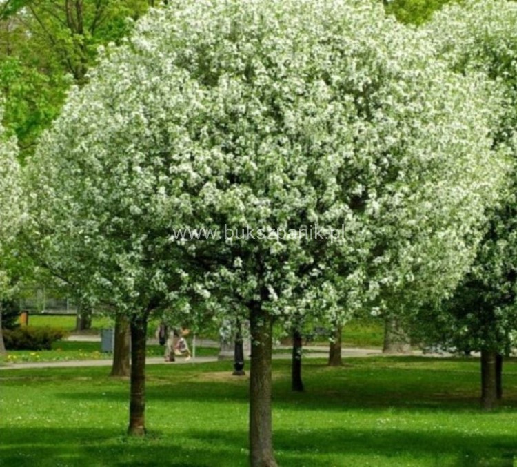 Wiśnia osobliwa Umbraculifera - Prunus eminens PA220cm, ob12-14cm ,